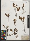 Foto von Salix waldsteiniana Willd.